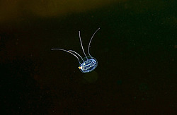 �������� ������ ����