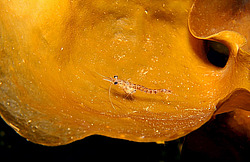 �������� ������ ����