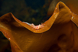 �������� ������ ����