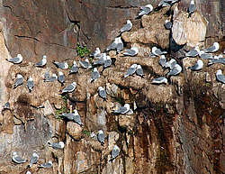 ������ (Rissa tridactyla)