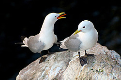������ (Rissa tridactyla)