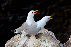 ������ (Rissa tridactyla)