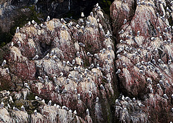 ������ (Rissa tridactyla)