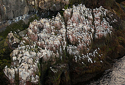 ������ (Rissa tridactyla)