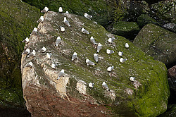 ������ (Rissa tridactyla)