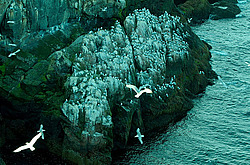 ������ (Rissa tridactyla)