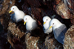 ������ (Rissa tridactyla)