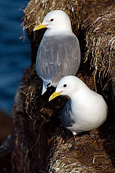 ������ (Rissa tridactyla)