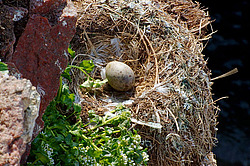 ������ (Rissa tridactyla)