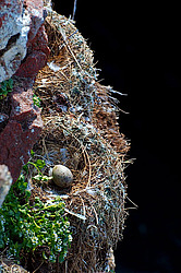 ������ (Rissa tridactyla)