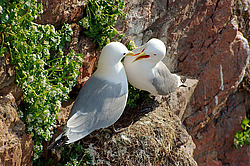 ������ (Rissa tridactyla)