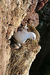 ������ (Rissa tridactyla)