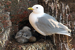 ������ (Rissa tridactyla)