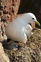 ������ (Rissa tridactyla)