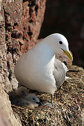 ������ (Rissa tridactyla)