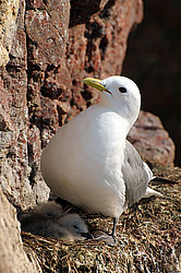 ������ (Rissa tridactyla)