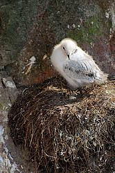 ������ (Rissa tridactyla)