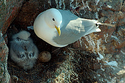 ������ (Rissa tridactyla)