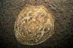 ���� ���������� �����������, �� �������� ����� �����, ��������� ������������ ����� ������