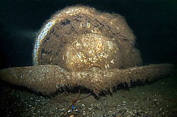 �������� ������� ������ "JU-52" �� ��� ������� ����. ������, �������