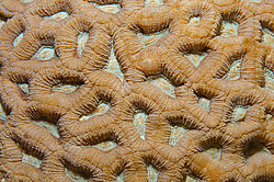 �������� ��������, ������� ���� (������, �����)