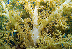 �������� ��������, ������� ���� (������, �����)