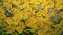 �������� ��������, ������� ���� (������, �����)