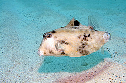 ��������� ��� ������ (������� ����, ������)