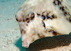 ��������� ��� ������ (������� ����, ������)