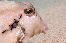 ��������� ��� ������ (������� ����, ������)