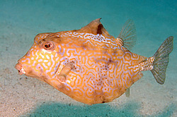 ��������� ��� ������ (������� ����, ������)