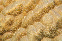 �������� ��������, ������� ���� (������, �����)