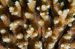 �������� ��������, ������� ���� (������, �����)