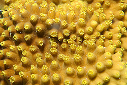 �������� ��������, ������� ���� (������, �����)