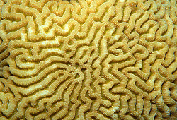 �������� ��������, ������� ���� (������, �����)