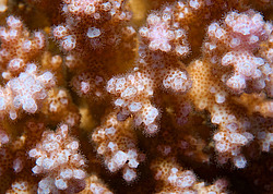 �������� ��������, ������� ���� (������, �����)