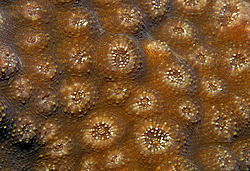 �������� ��������, ������� ���� (������, �����)