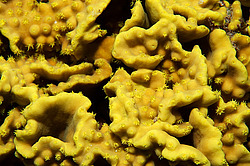 �������� ��������, ������� ���� (������, �����)