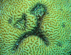 �������� ��������, ������� ���� (������, �����)