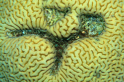 �������� ��������, ������� ���� (������, �����)