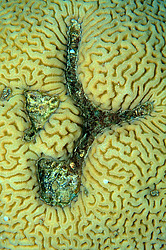 �������� ��������, ������� ���� (������, �����)