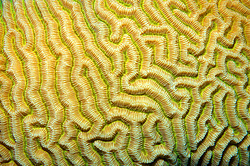 �������� ��������, ������� ���� (������, �����)