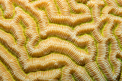 �������� ��������, ������� ���� (������, �����)