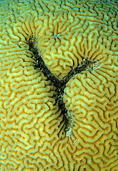 �������� ��������, ������� ���� (������, �����)