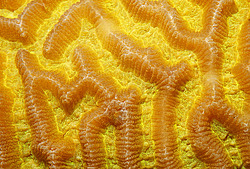 �������� ��������, ������� ���� (������, �����)