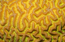 �������� ��������, ������� ���� (������, �����)