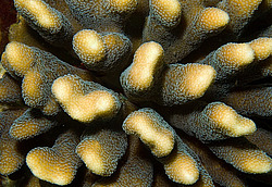 �������� ��������, ������� ���� (������, �����)