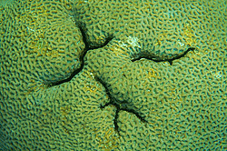 �������� ��������, ������� ���� (������, �����)