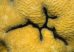 �������� ��������, ������� ���� (������, �����)