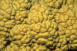 �������� ��������, ������� ���� (������, �����)